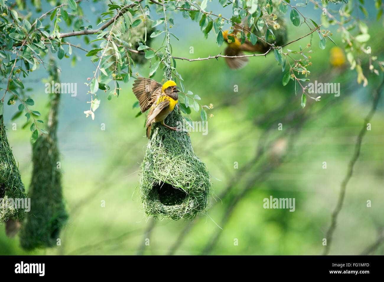 baya weaver nest indian birds wild life india Stock Photo Alamy
