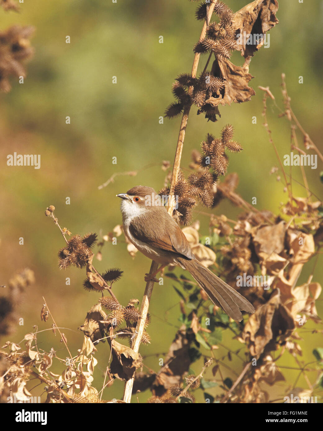 Birds , Yellow eyed babbler , Chrysomma sinense bird , Nimaj