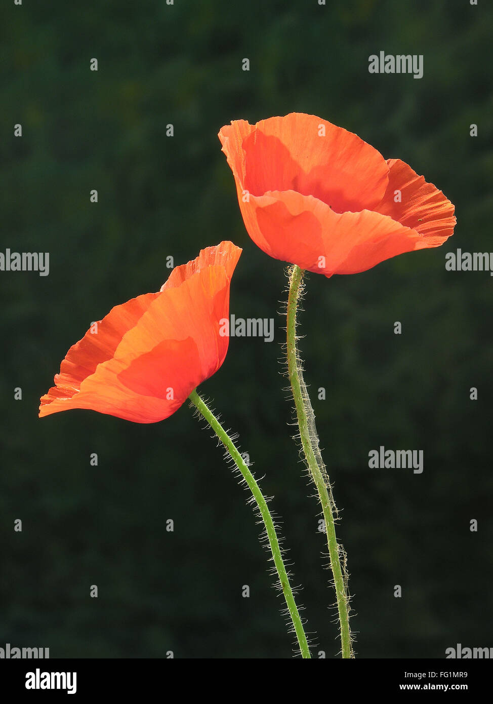 Poppy flowers on black background Stock Photo