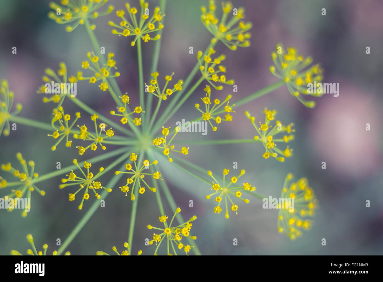 Dill seed head hi-res stock photography and images - Alamy