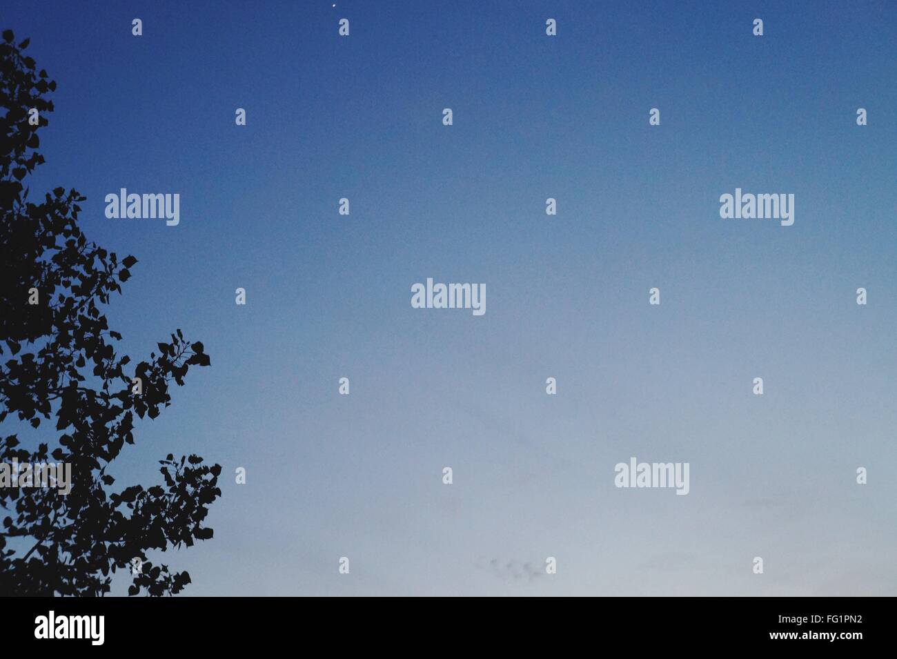 Silhouette Tree Against Clear Blue Sky Stock Photo - Alamy