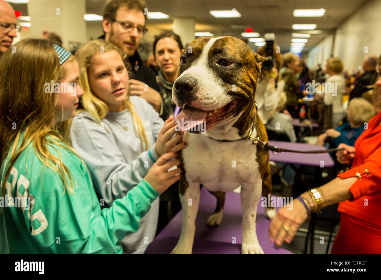 New York, USA. 16th February, 2016. 140th Westminster Kennel Club Dog