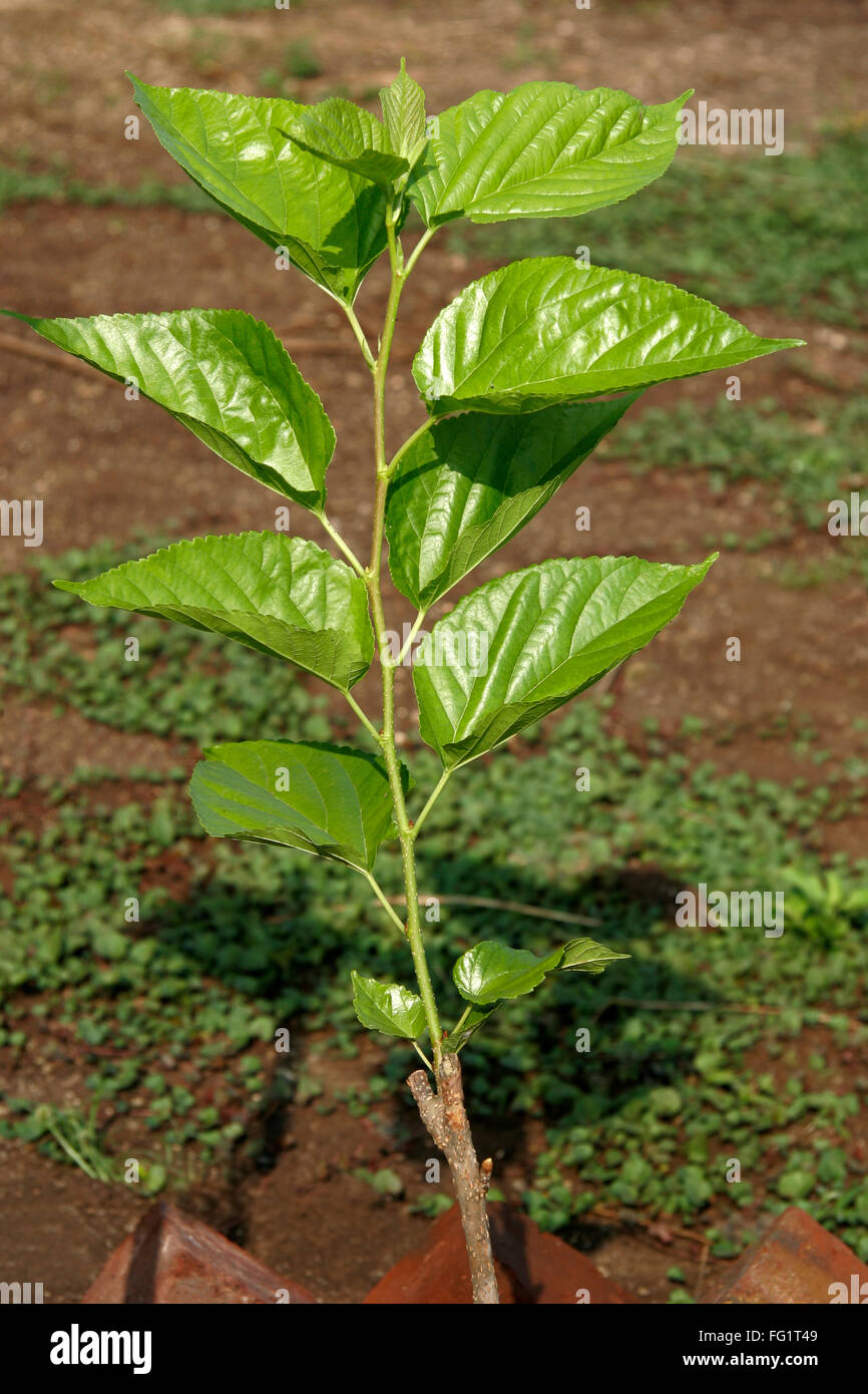 Ayurvedic medicinal plant scientific name morus alba l and botanical name moraceae Stock Photo