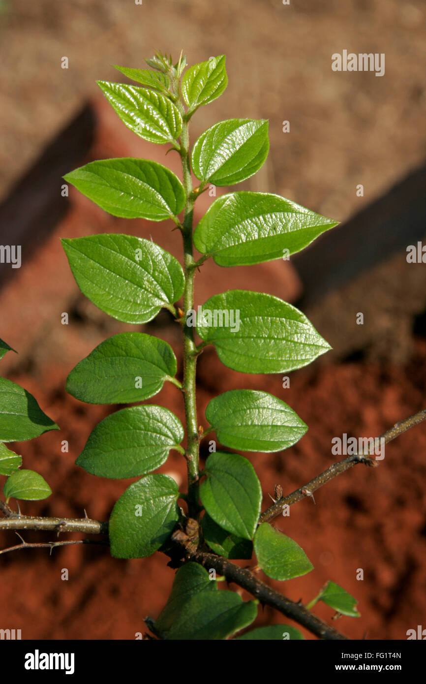 Ayurvedic medicinal plant Marathi name 'kharbuti bor' Stock Photo Alamy