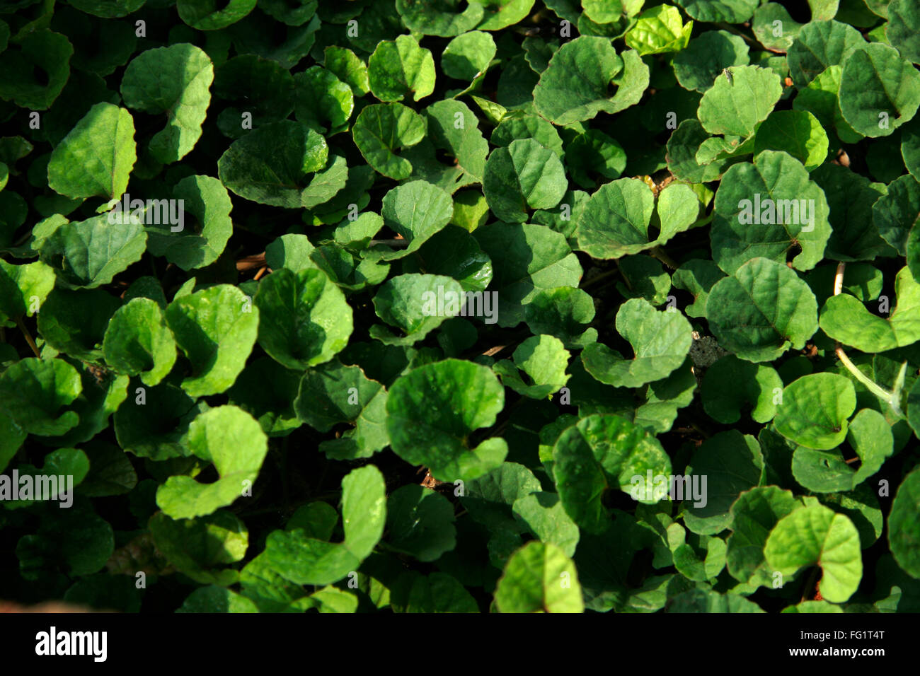 Ayurvedic medicinal plant , Scientific name: holarrhena pubescens , English name telicherry bark Stock Photo