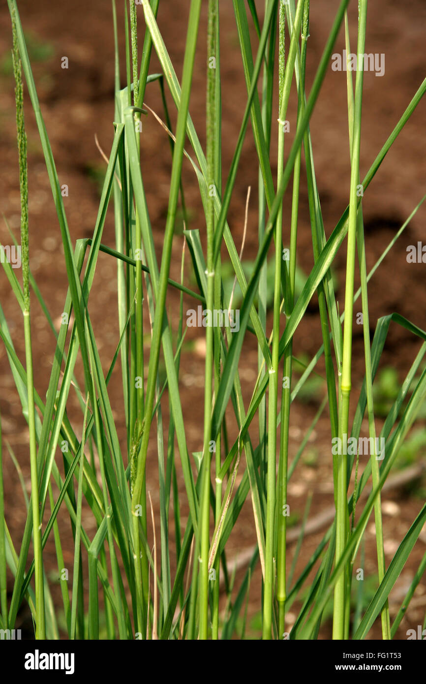 Ayurvedic medicinal plant , Scientific name vetiveria zizanioides stap , English name vetiver, cuseus grass Stock Photo