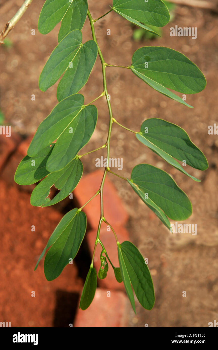 Ayurvedic medicinal plant , Scientific name bauhinia variegata l , Botanical name: fabaceae , English name: mountain ebony Stock Photo
