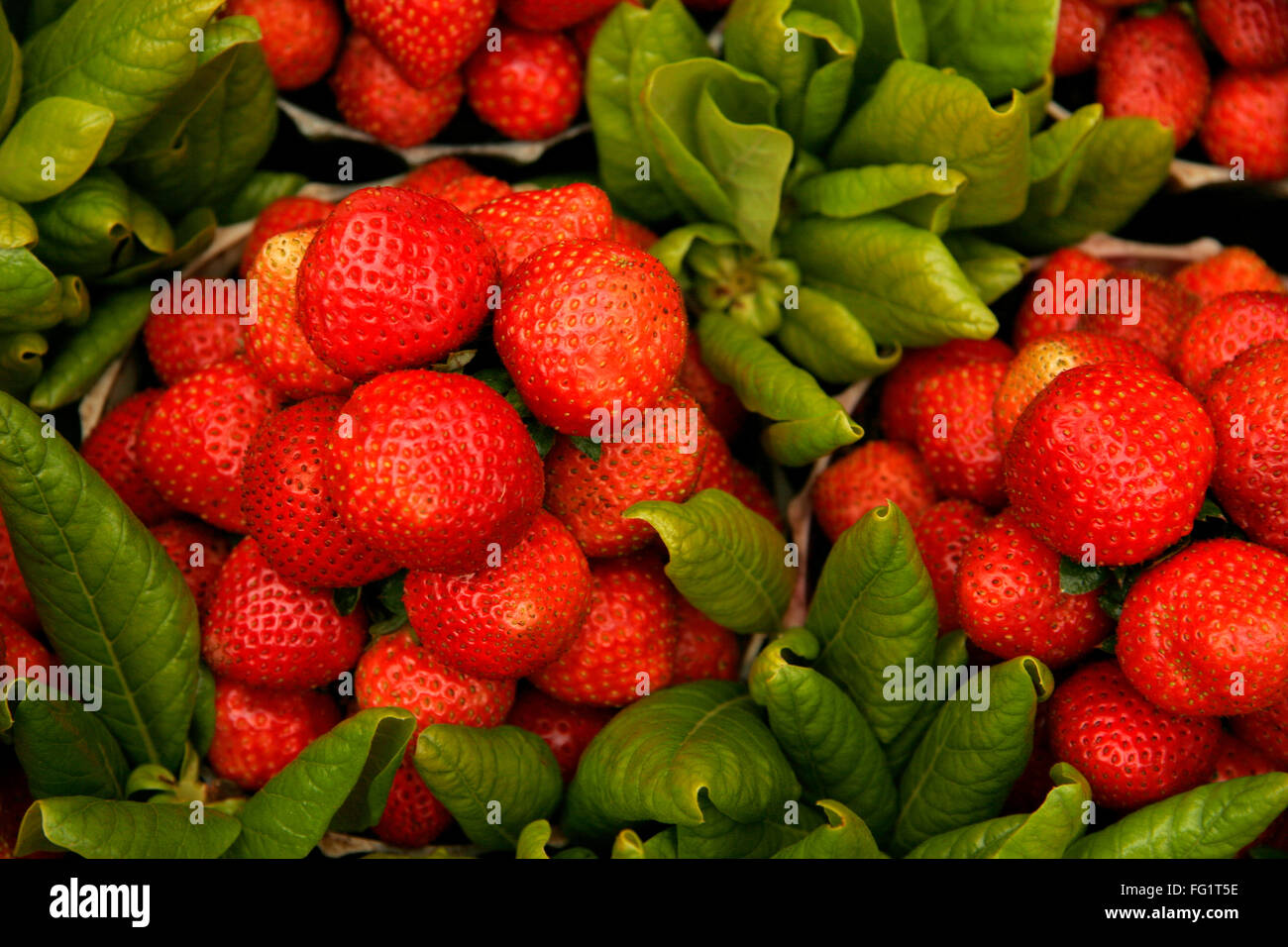 Indian fruits , Red strawberries specially available at Mahabaleshwar , Maharashtra , India Stock Photo