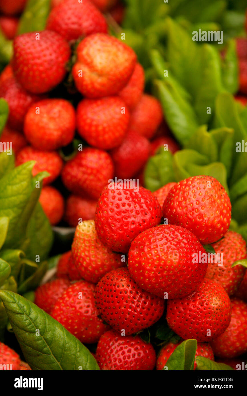 Indian fruits , Red strawberries specially available at Mahabaleshwar, Maharashtra , India Stock Photo