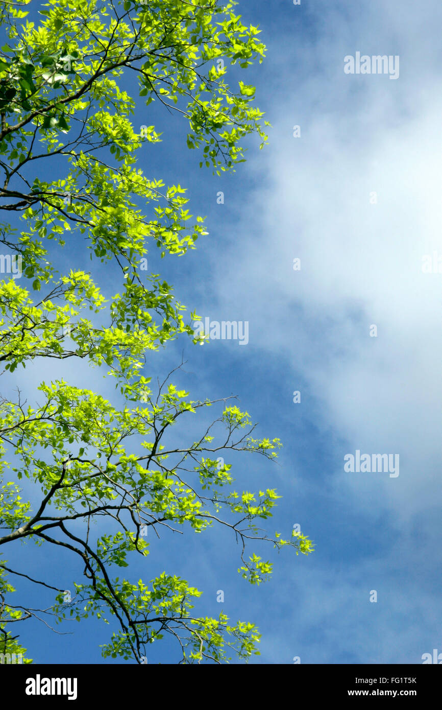 Tree branches fresh green leaves hi-res stock photography and images ...