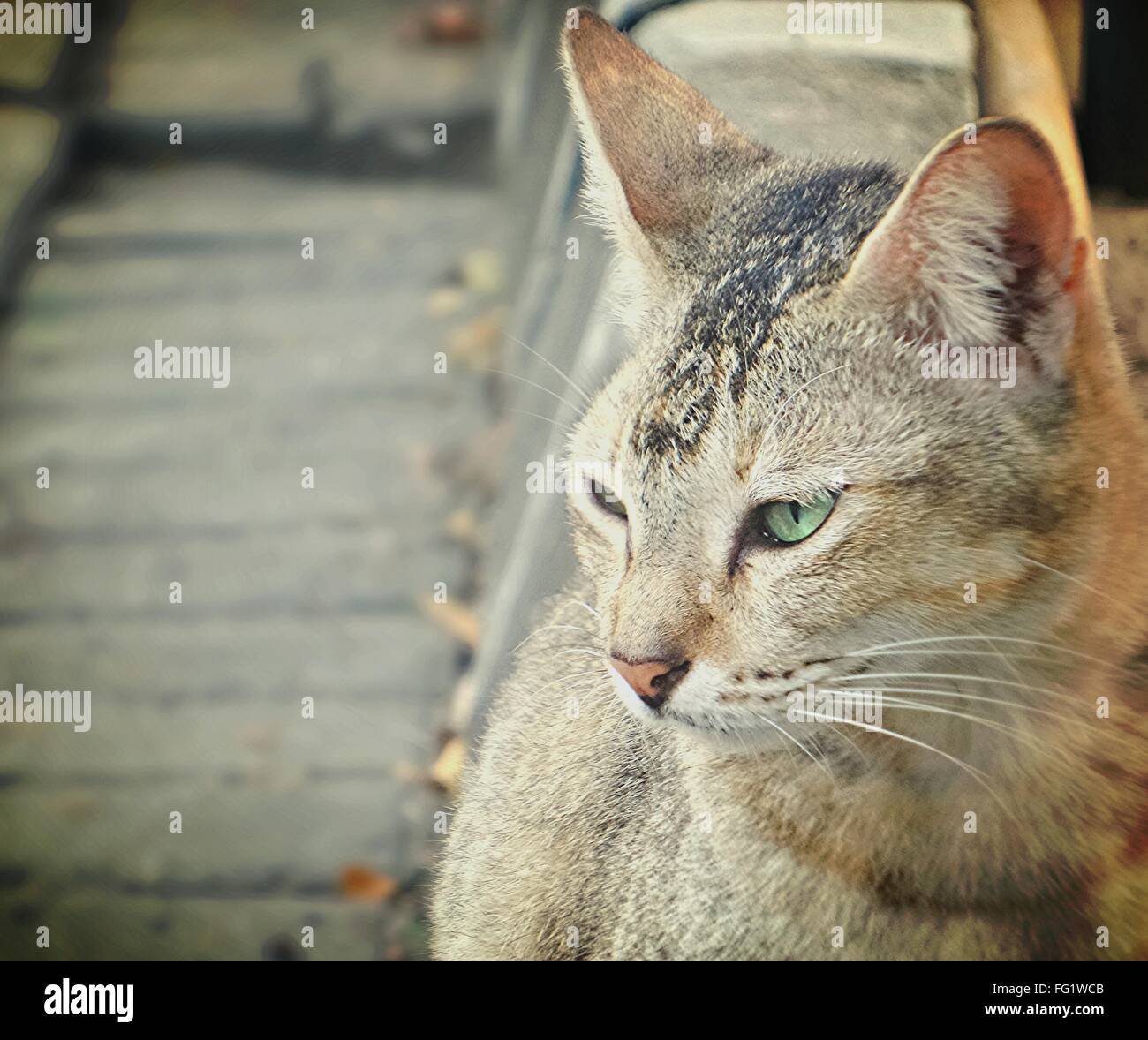 Cat Sitting On Ledge Stock Photo Alamy