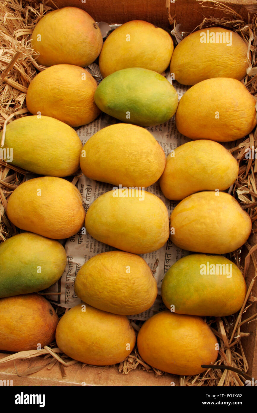 Fruits , Alphonso mangoes king of fruits packed in wooden box Pati wit dry hay Stock Photo