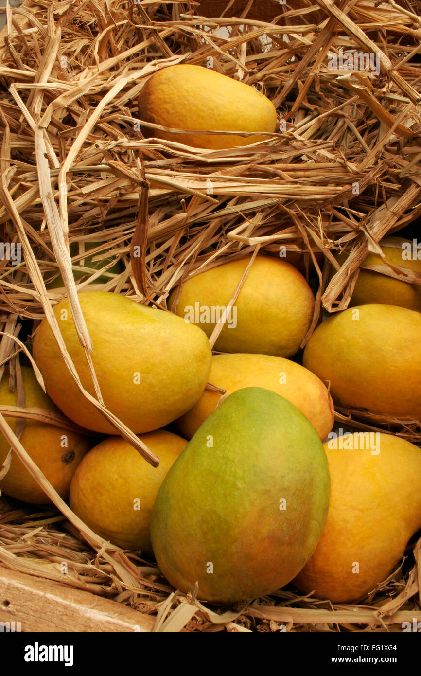 Fruits , Alphonso mangoes king of fruits packed in wooden box Pati wit