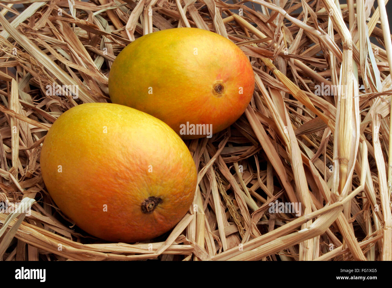 Fruits , pair of Alphonso mangoes king of fruits in dry hay Stock Photo