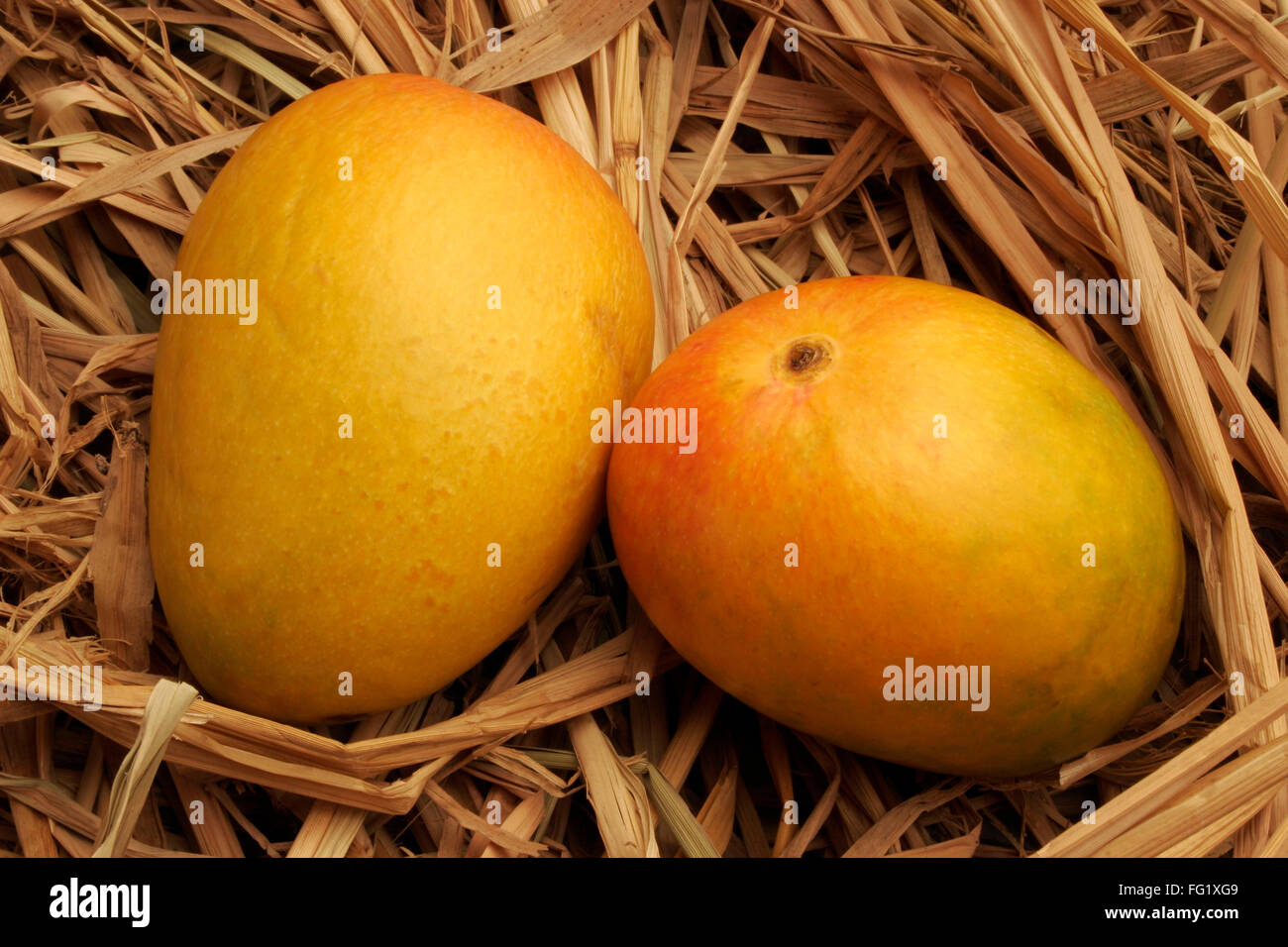 Fruits , pair of Alphonso mangoes king of fruits in dry hay Stock Photo