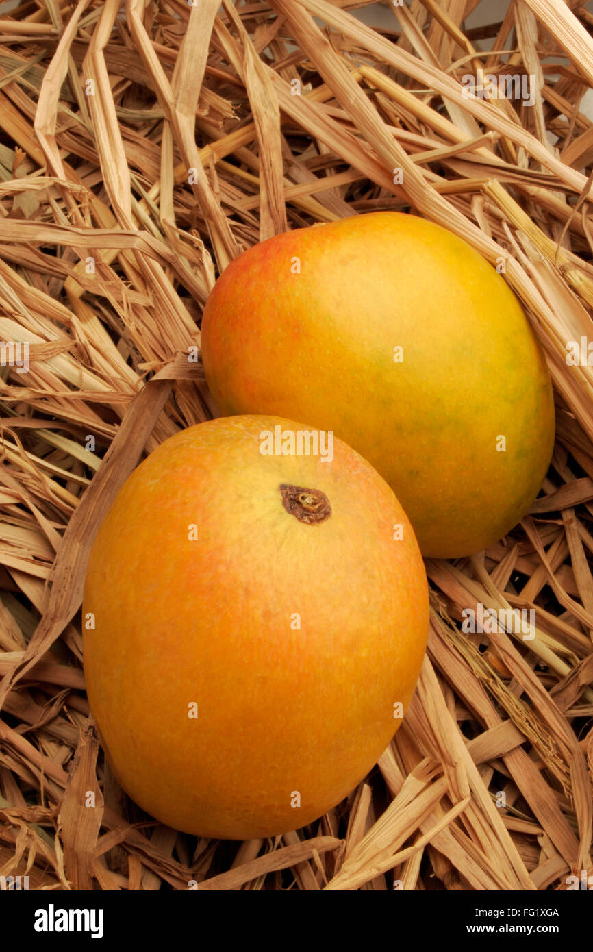 Fruits , pair of Alphonso mangoes king of fruits in dry hay Stock Photo