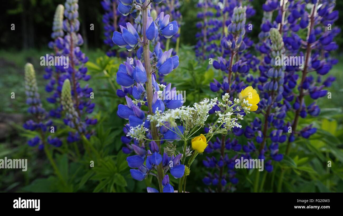 Growing On Field Stock Photo Alamy