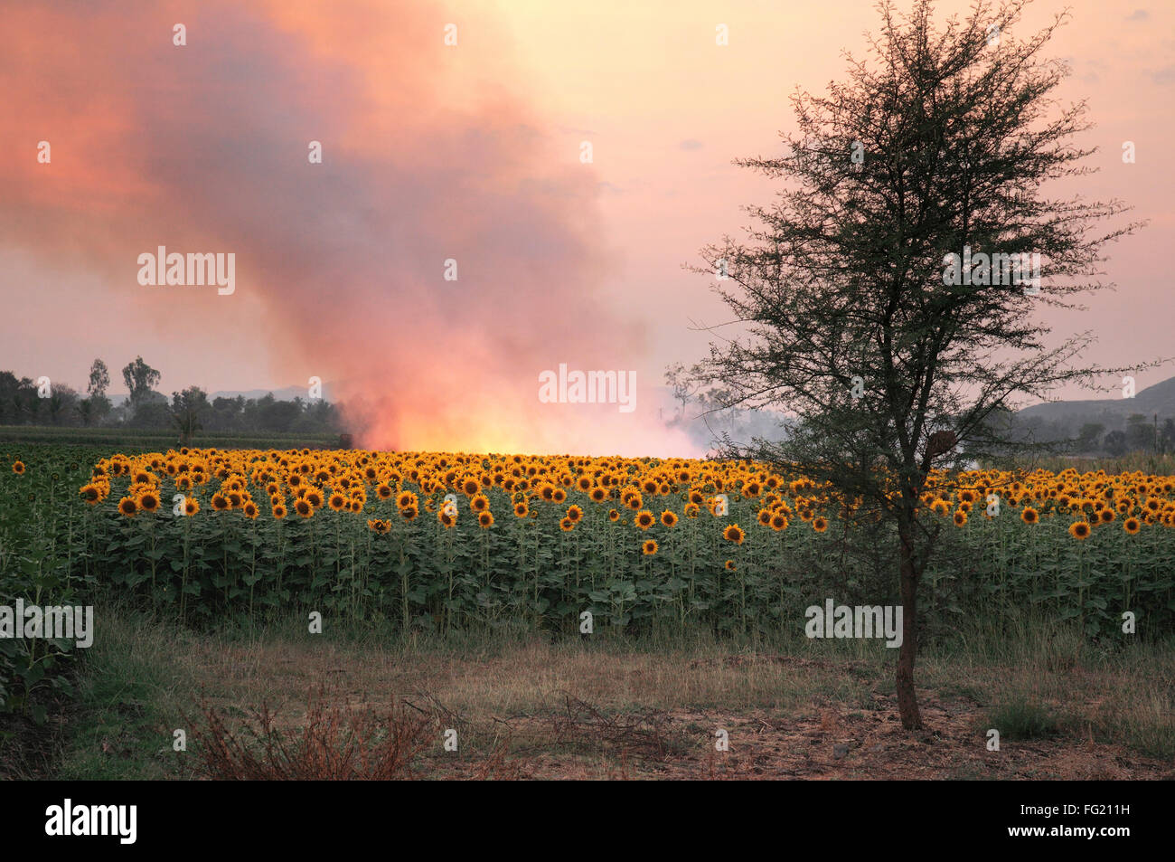 Field of sunflowers with neem tree fire smoke in background Pune and Field of sunflowers with neem tree fire smoke in background Pune and