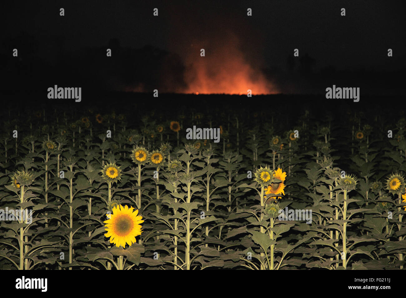 India sunflowers gardens hires stock photography and images Alamy