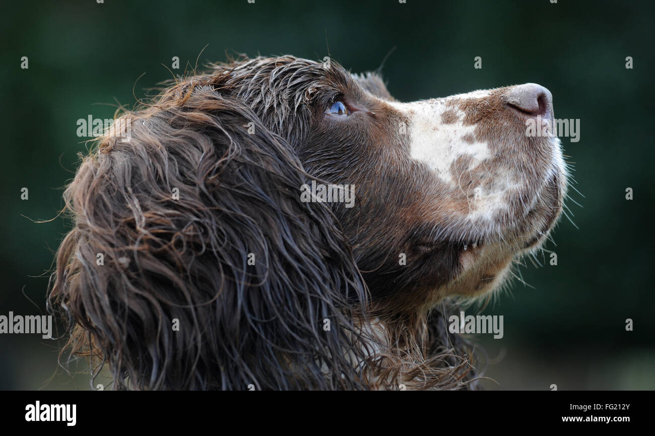 ENGLISH SPRINGER SPANIEL DOG LOOKING UP  RE DOGS PET PETS OWNERS EYES LIVER COLOURED VETS BILLS NOSE SMELLING WALKING EARS UK Stock Photo