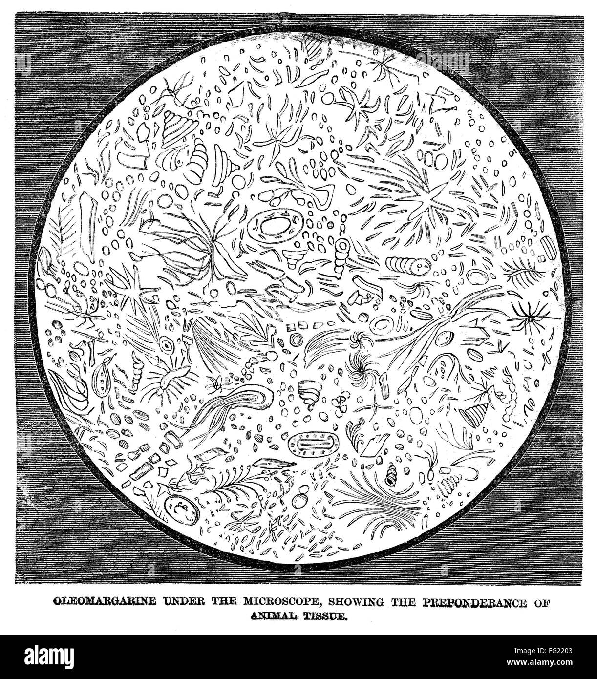 OLEOMARGARINE, 1884. /n'Oleomargarine under the microscope, showing the ...