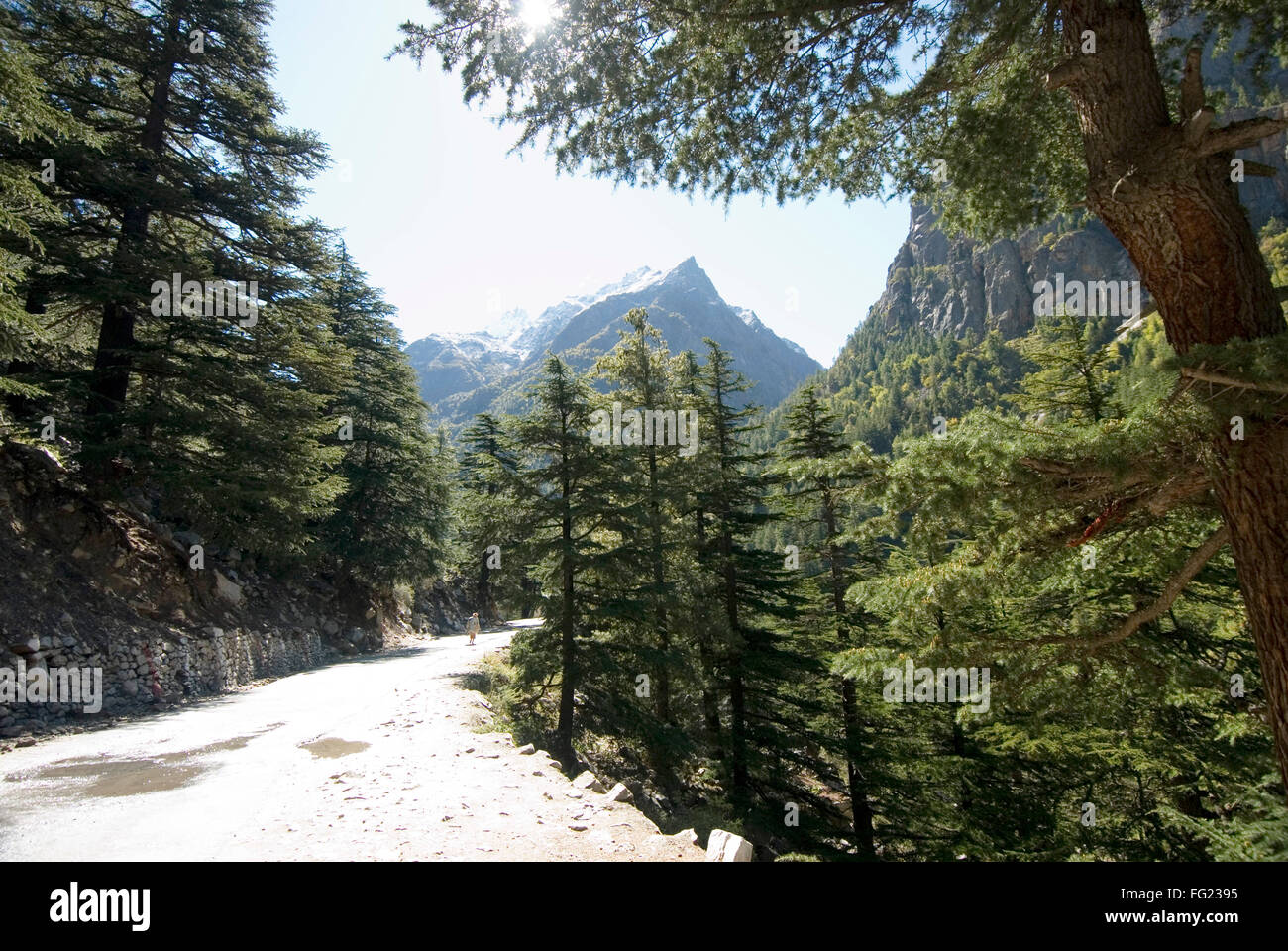 Gangotri national park at Gangotri and Himalayan landscape ...