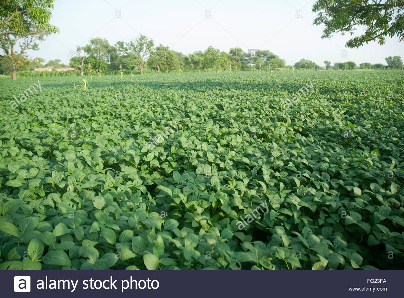 Soybean Crop Stock Photos & Soybean Crop Stock Images Alamy