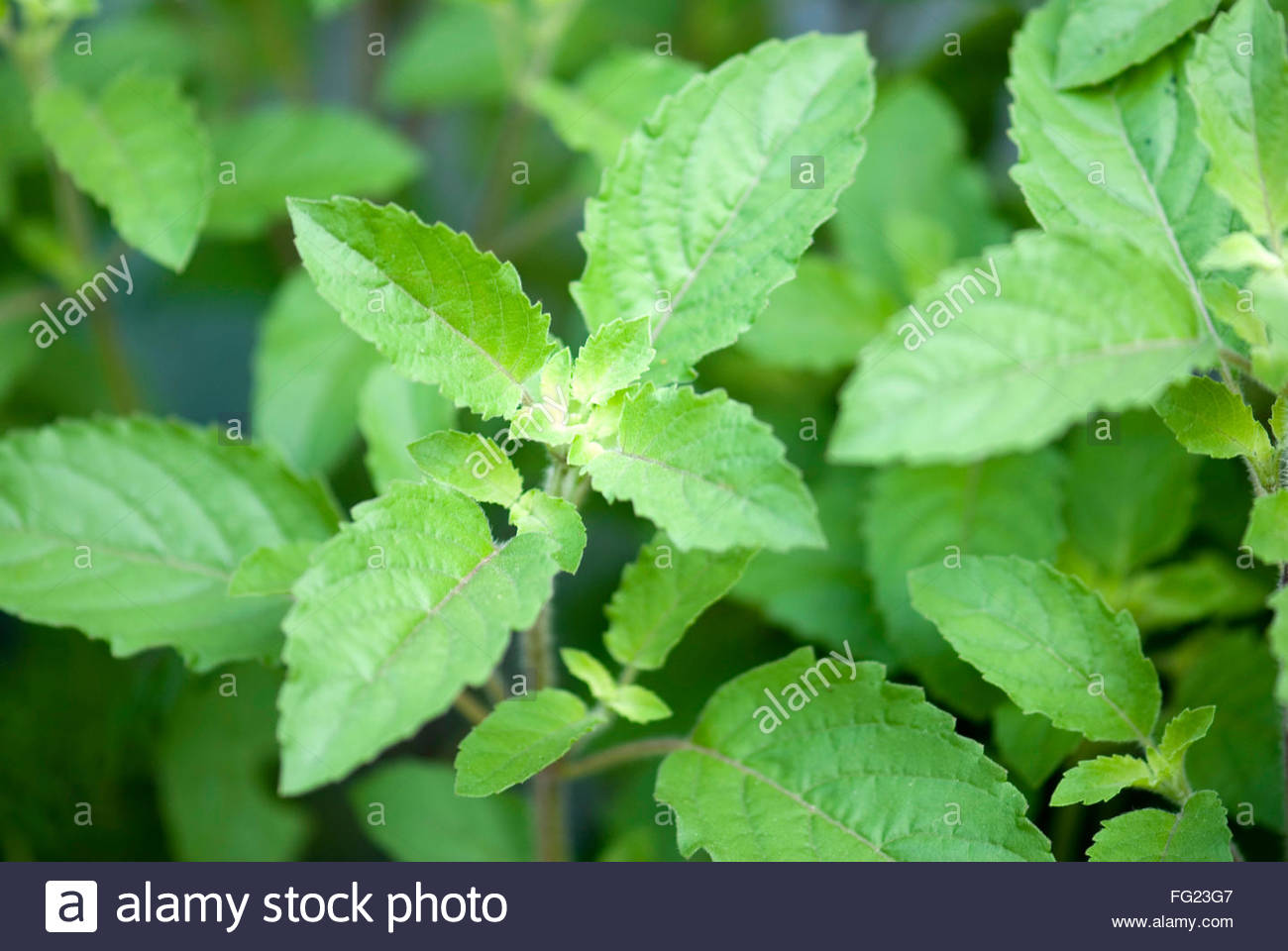 Ocimum Sanctum Holy Basil Stock Photos & Ocimum Sanctum Holy Basil