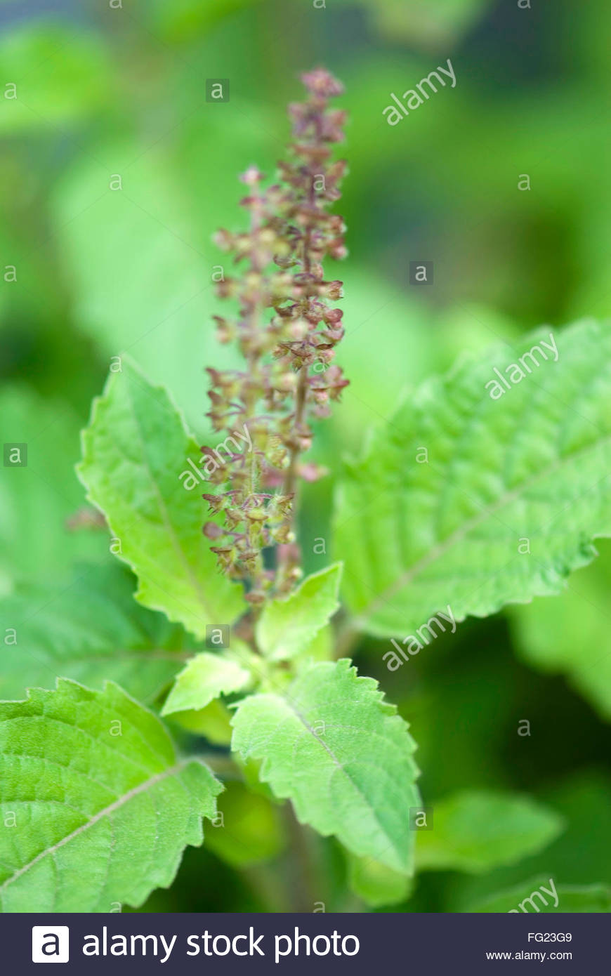 Ocimum Sanctum Holy Basil Stock Photos & Ocimum Sanctum Holy Basil