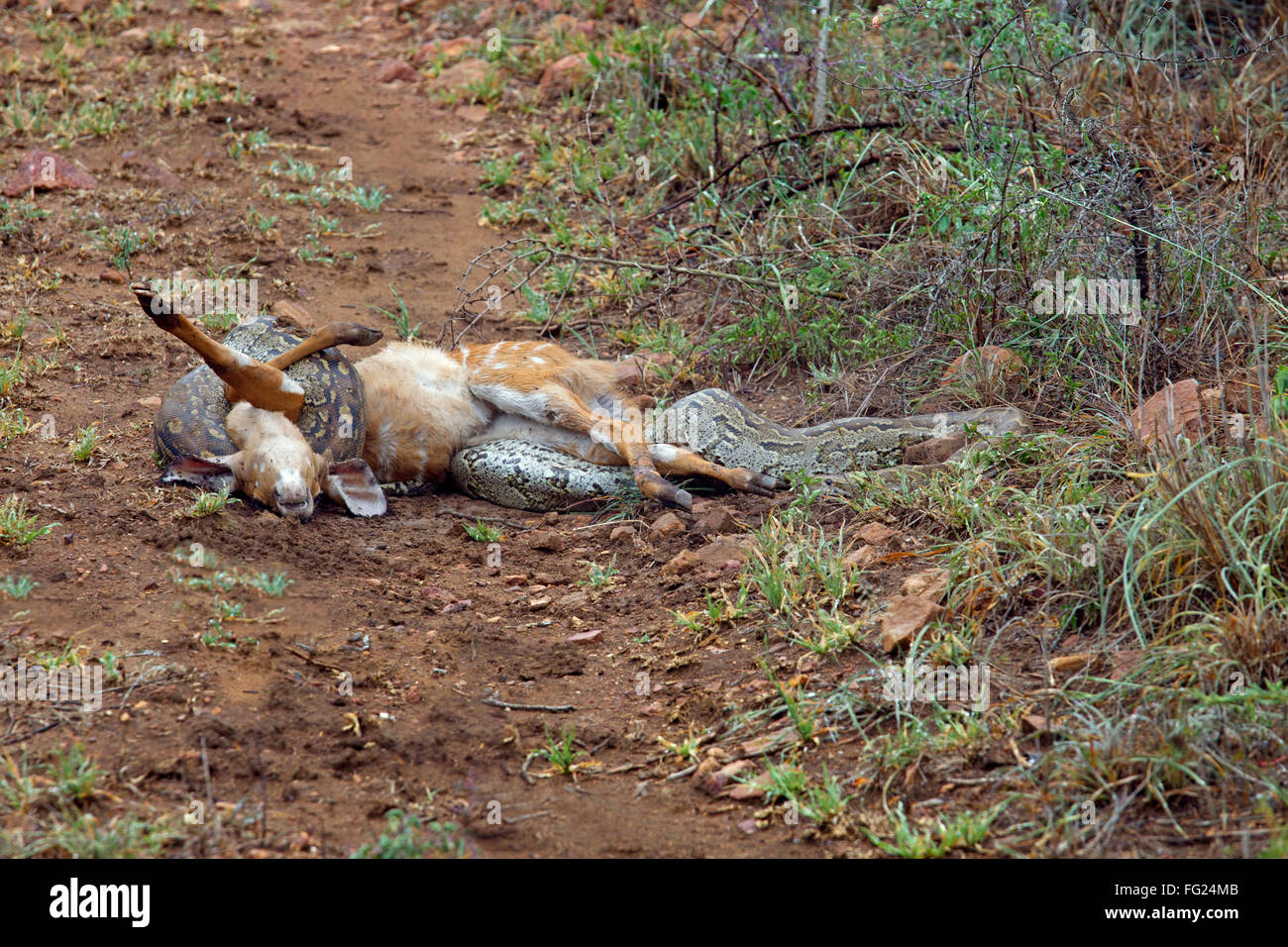 African Rock Python [Python sebae sebae] constricting a now dead Nyala calf Stock Photo