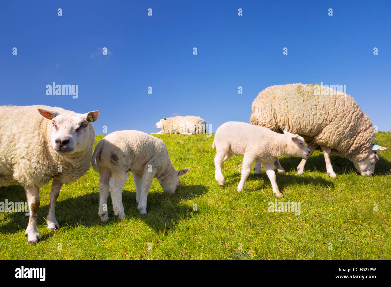 Texel sheep and lambs in the grass on the island of Texel in The Netherlands on a sunny day. Stock Photo