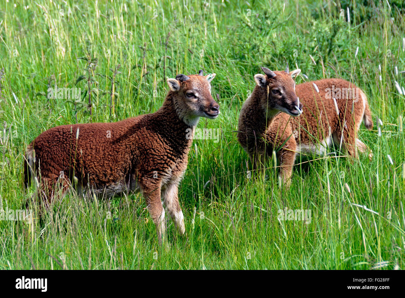 Castlemilk Moorit Sheep Wiltshire Stock Photo Alamy