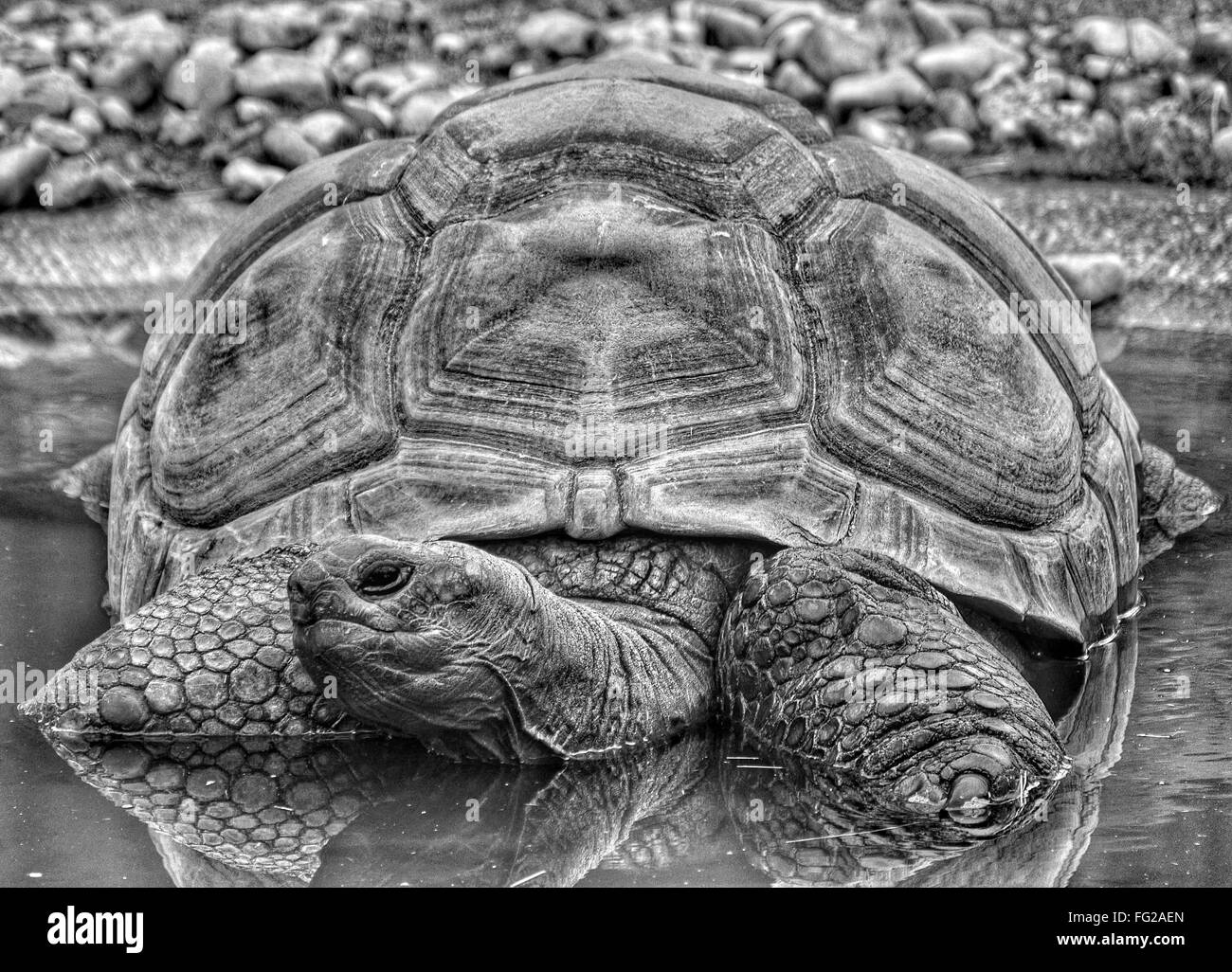 Close-Up Of Tortoise In Water Stock Photo - Alamy