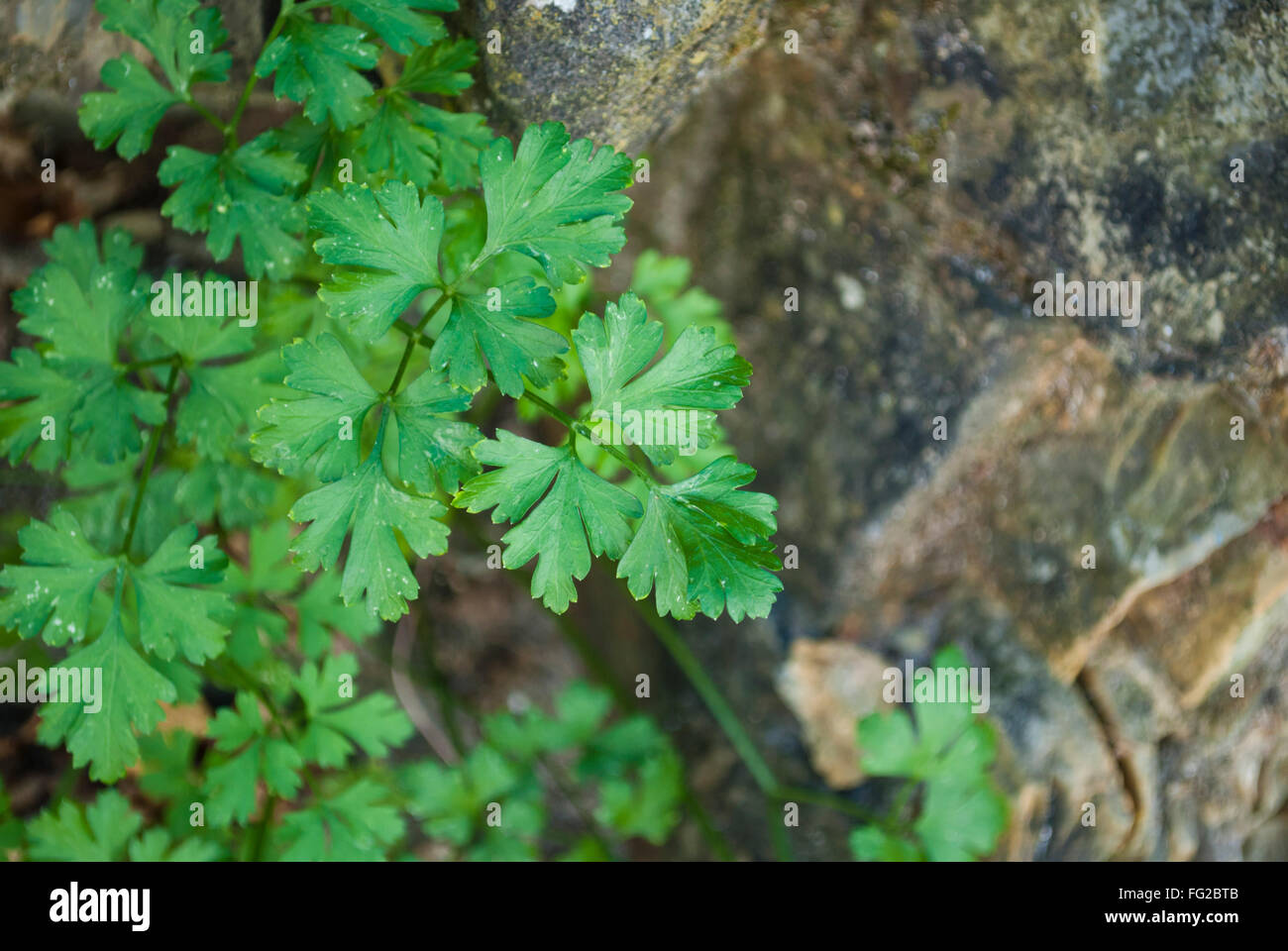 Young parsley plant hires stock photography and images Alamy