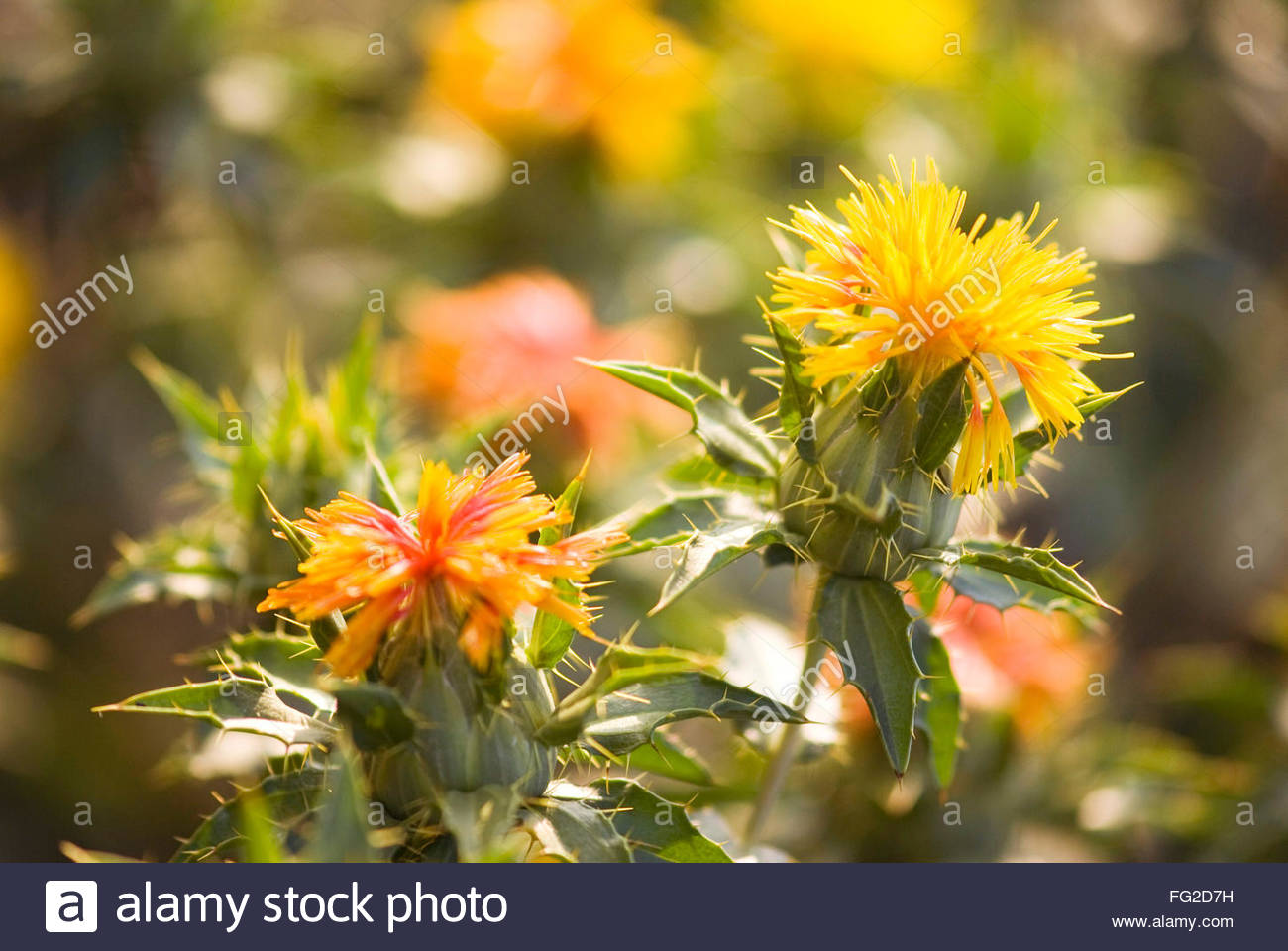 safflower plant carthamus tinctorius salunkwadi ambajogai beed maharashtra india stock