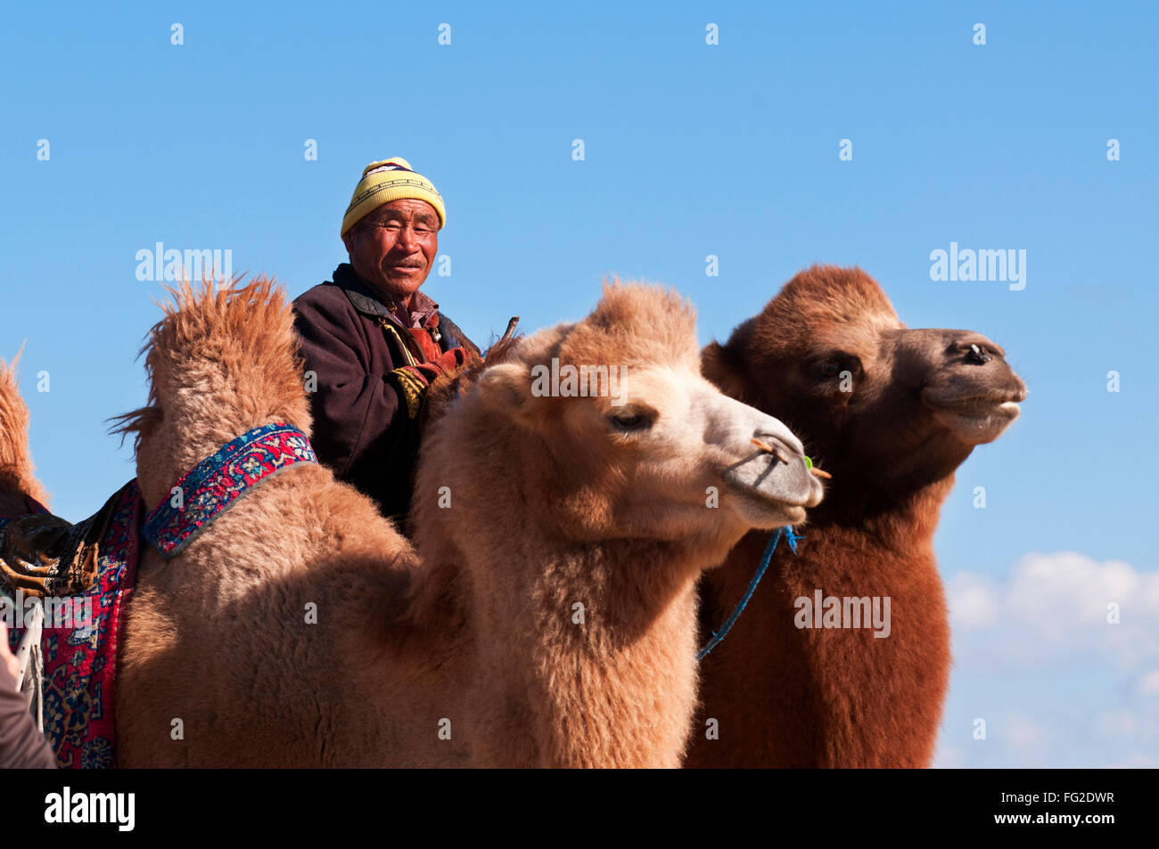 Cameleer and his camels offering rides to tourists in central Mongolia. Stock Photo