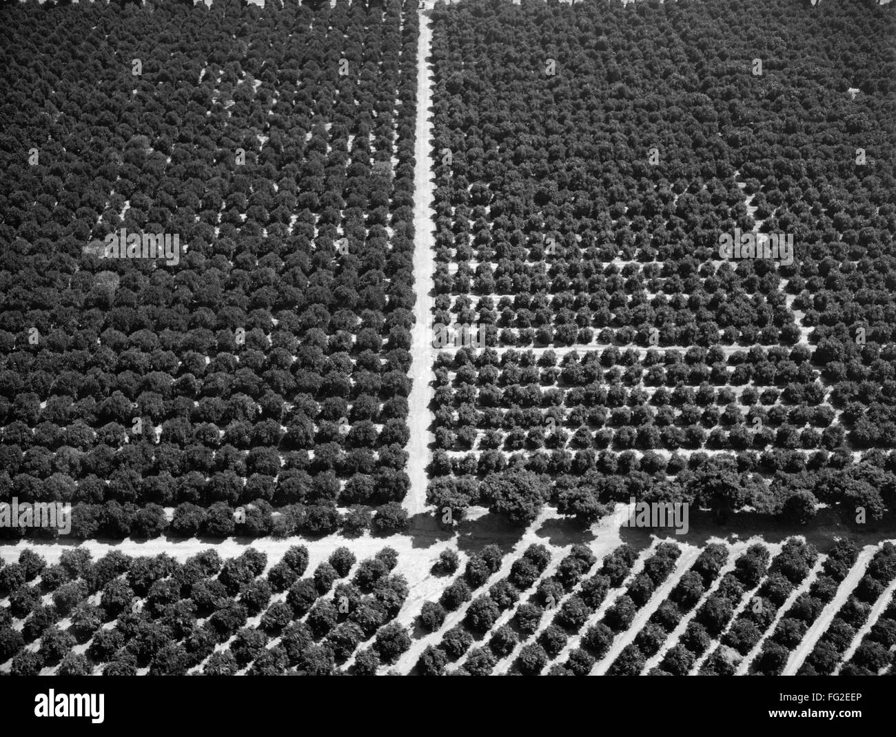 CALIFORNIA ORANGE GROVES. /nAerial view of orange groves in Riverside