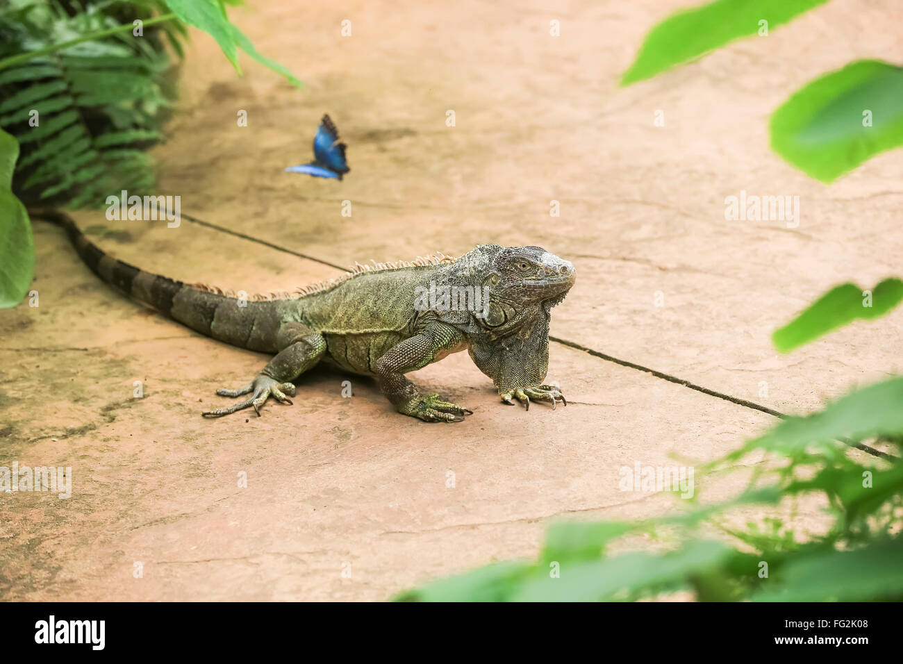 Iguana verde moves in natural habitat Stock Photo Alamy