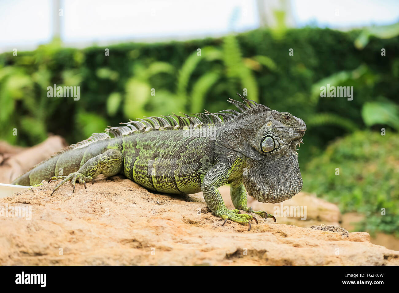 Iguana verde moves in natural habitat Stock Photo - Iguana VerDe Moves In Natural Habitat FG2K0W