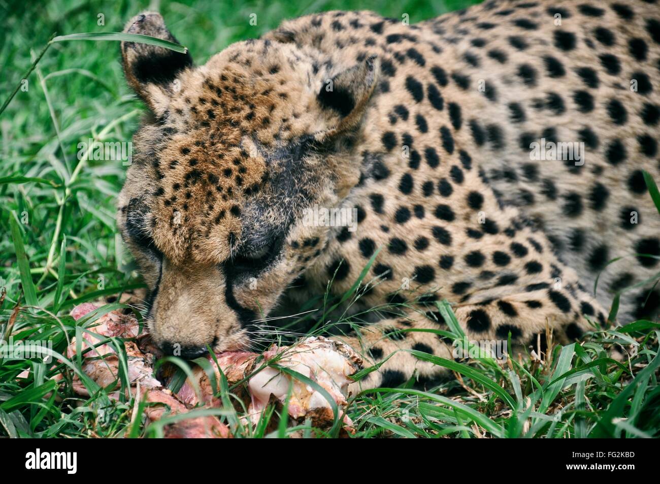 Meat eating animal hi-res stock photography and images - Alamy Meat eating animal hi-res stock photography and images - Alamy