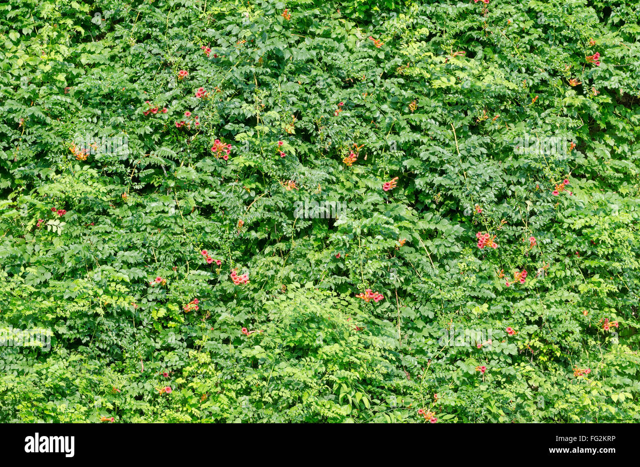 Green Fence of Leaves with Red Flowers Stock Photo