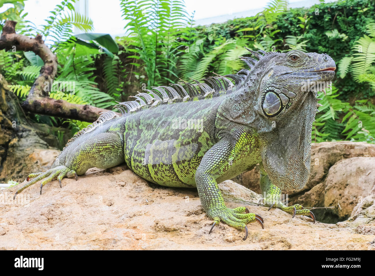 Iguana verde moves in natural habitat Stock Photo Alamy