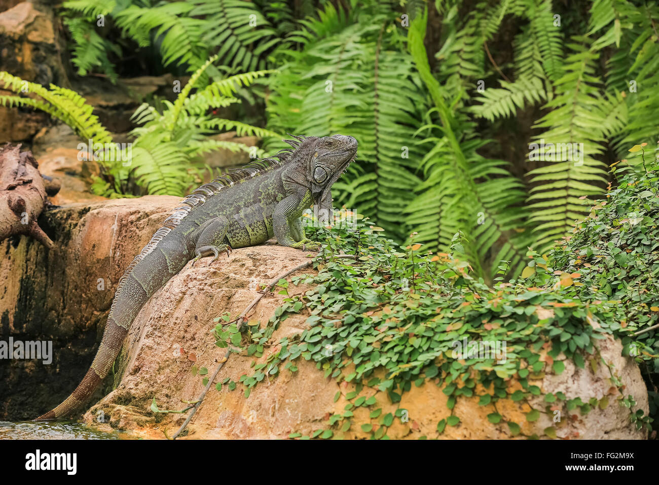 Iguana verde moves in natural habitat Stock Photo - Iguana VerDe Moves In Natural Habitat FG2M9X