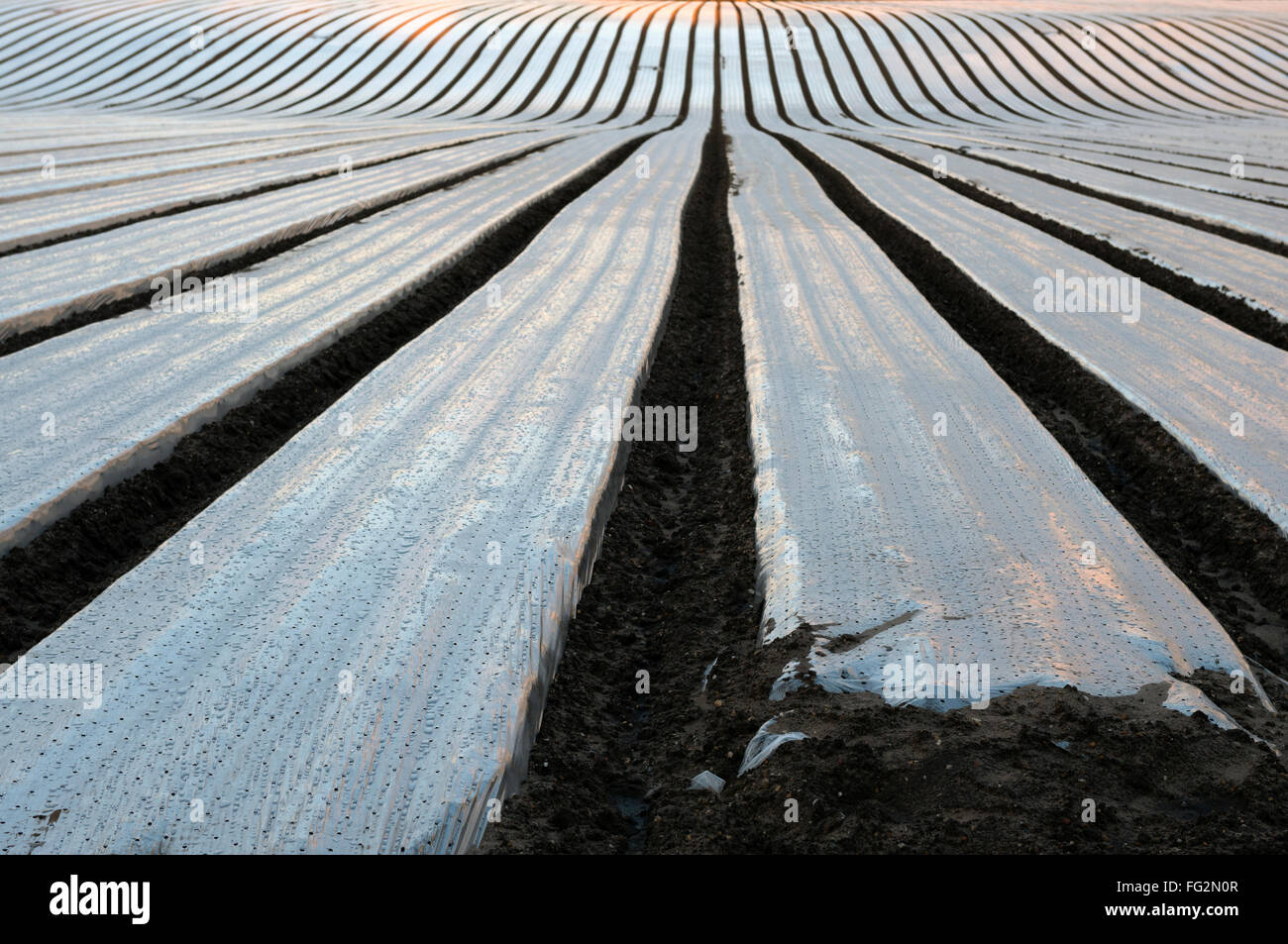 Newly planted carrot crop growing under plastic, Butley, Suffolk, UK. Stock Photo