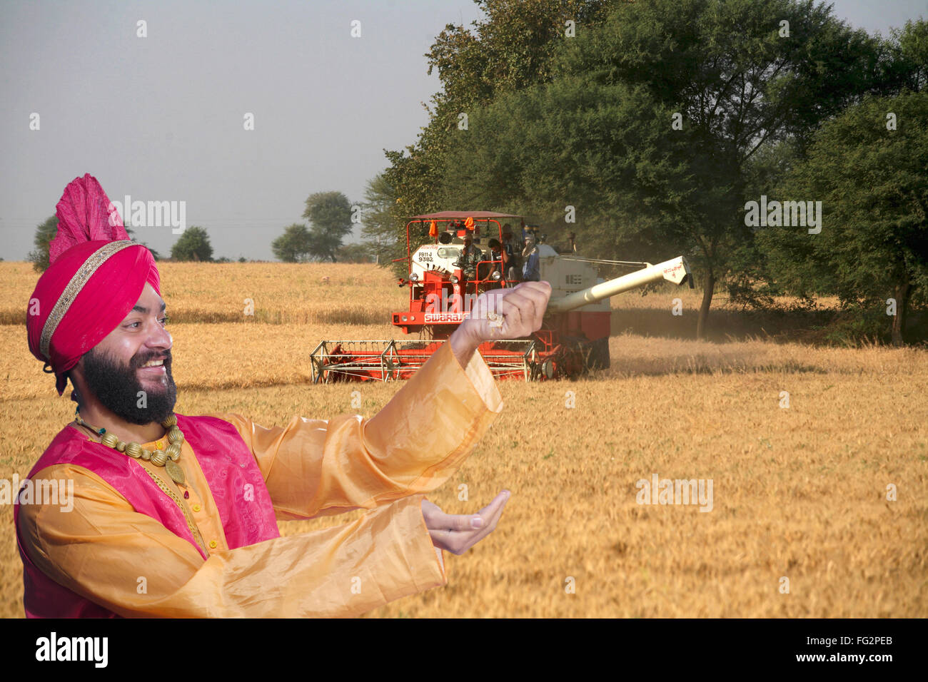 Sikh man pouring grain on hand with combine harvester harvesting wheat crops in field MR#779B Stock Photo