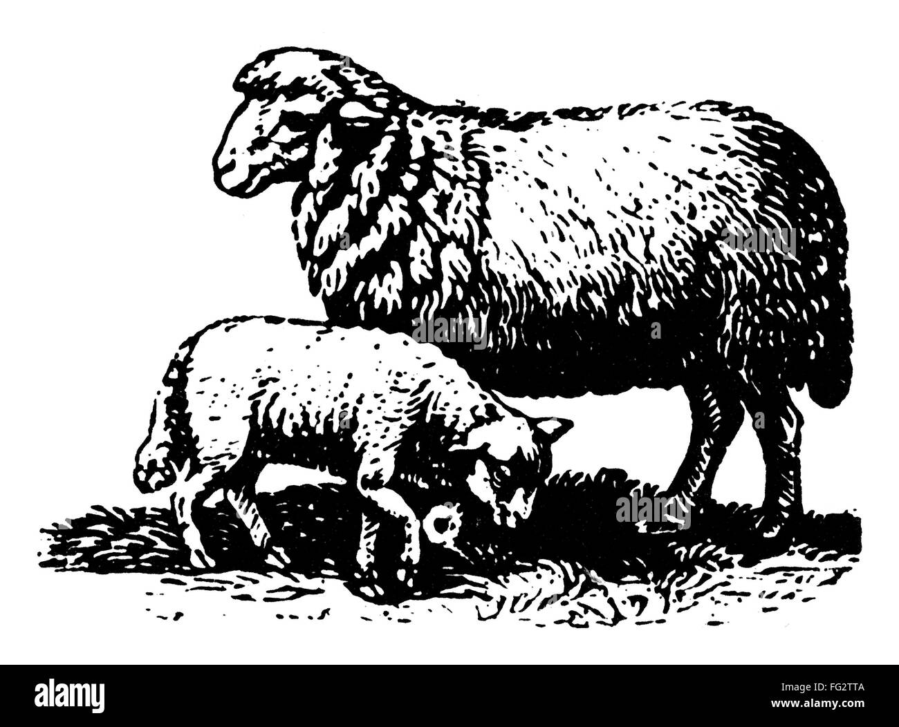 ZOOLOGY SHEEP. /nA sheep and a lamb. Engraving, 19th century Stock