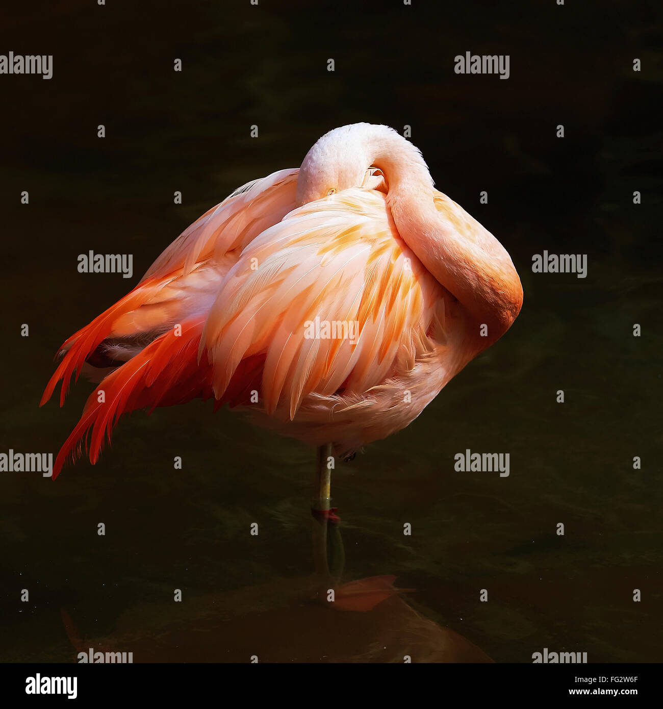 Pink Flamingo stands on one foot in the water. Stock Photo