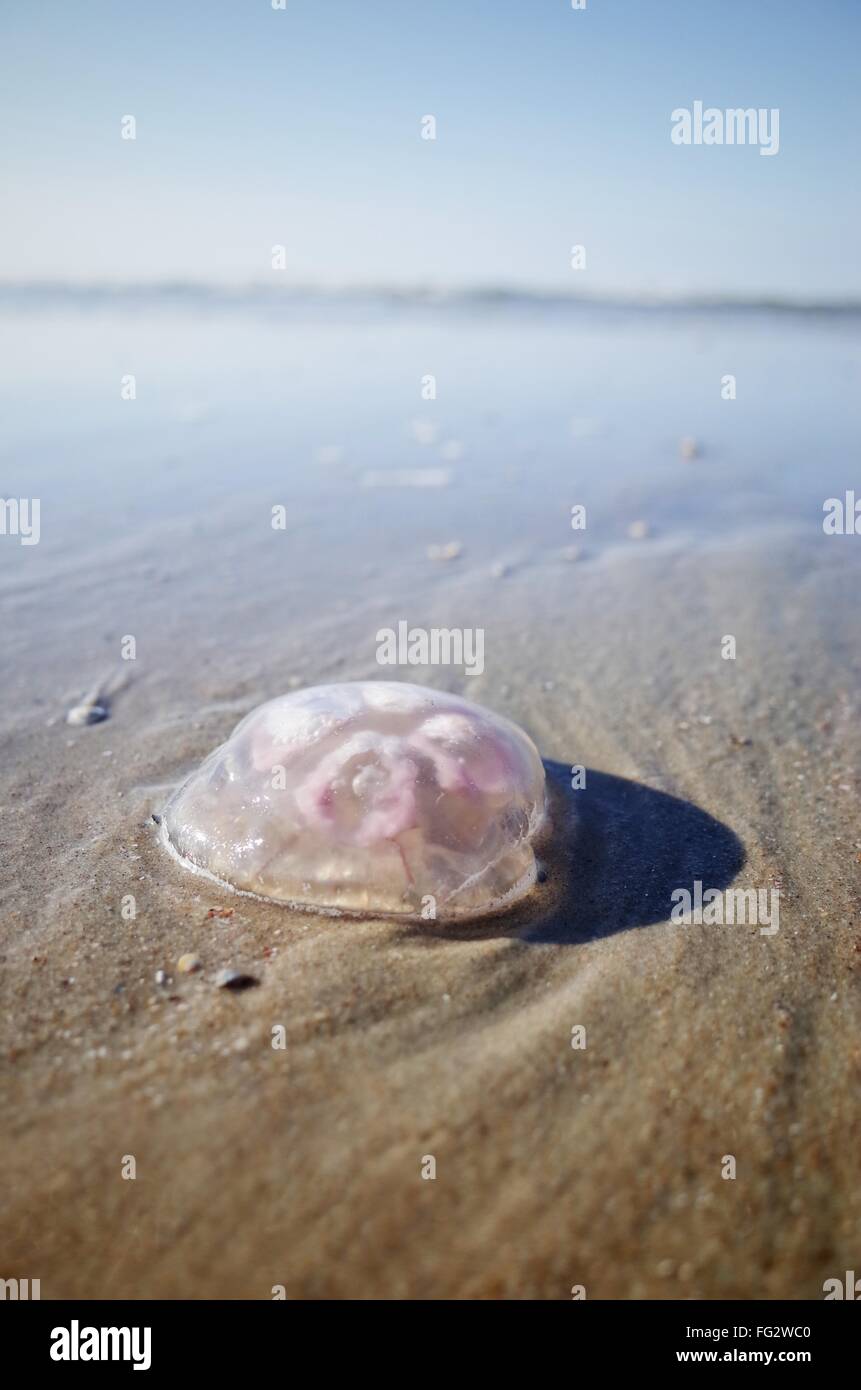 Jellyfish On Sand At Shore Stock Photo Alamy