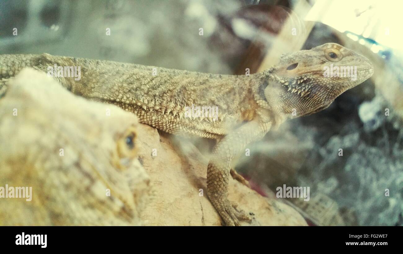Close-Up Of Chameleons Stock Photo