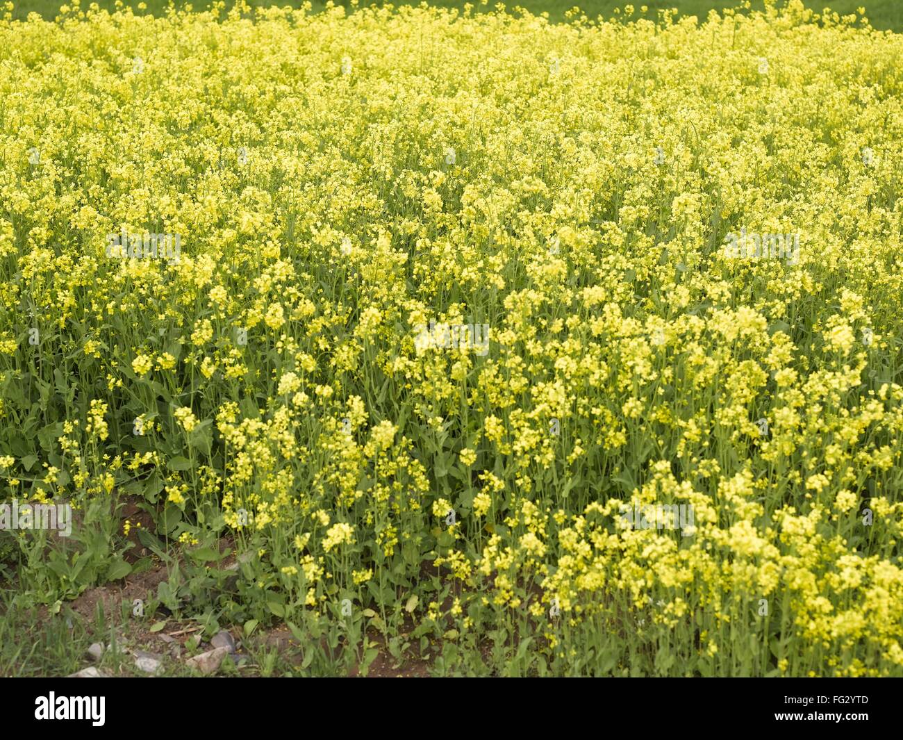 Mustard fields ; Alchi ; Ladakh ; Jammu and Kashmir ; India Stock Photo